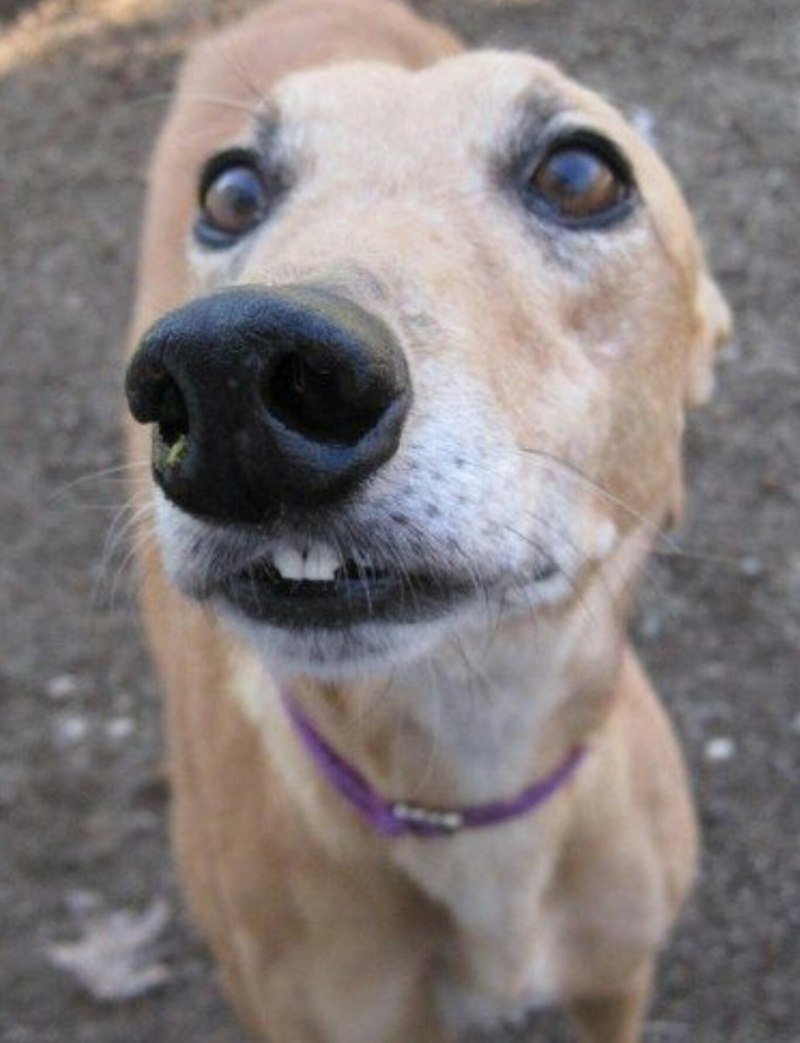 Собака улыбается