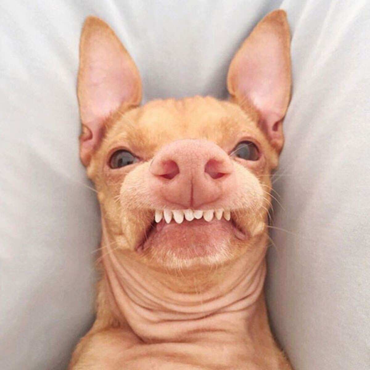 Собака с не правельным прикусом