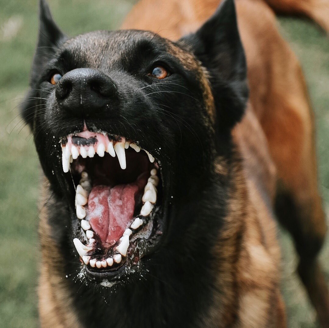 Бельгийская малинуа оскал