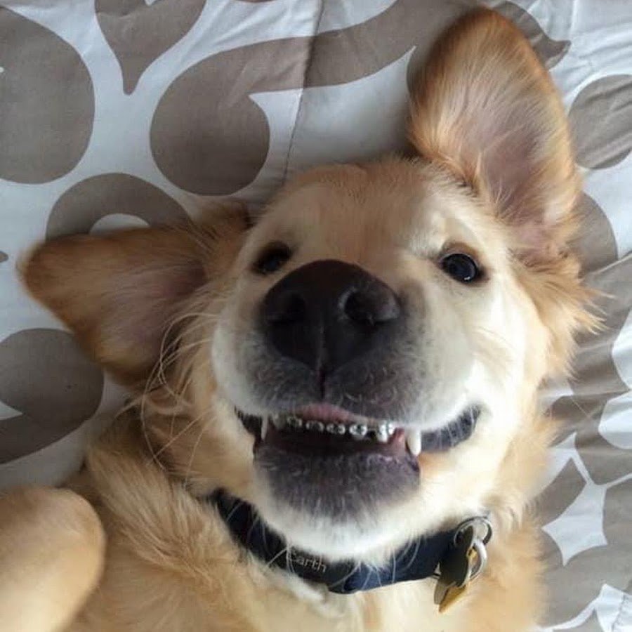 Собака улыбается