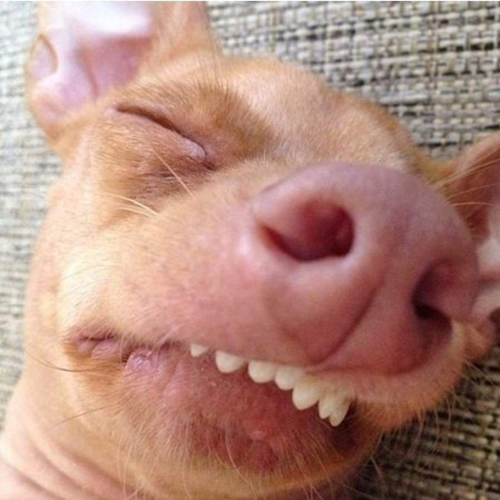 Собака смнеправильным прикусом