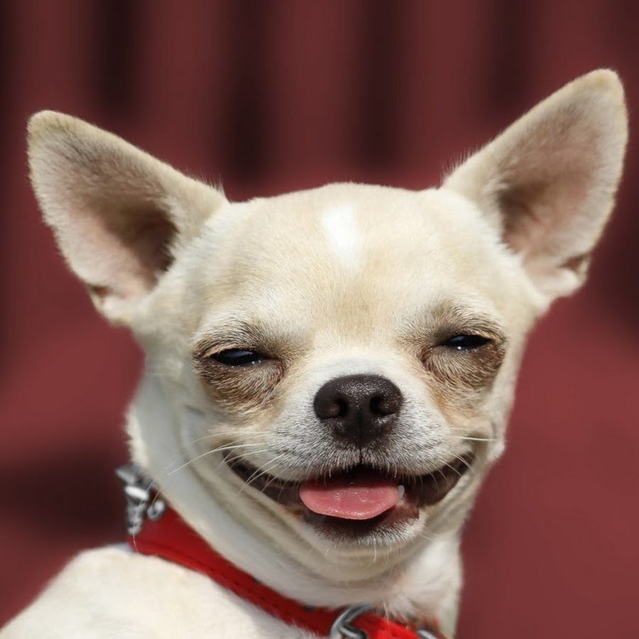 Чихуахуа Коби