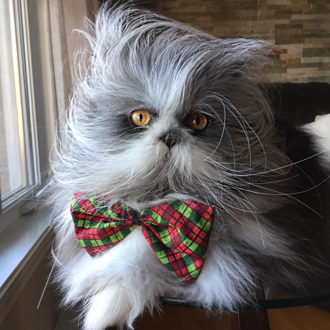 Кот Чихун порода