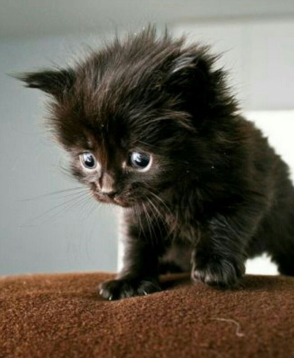 Маленькие котята пушистые