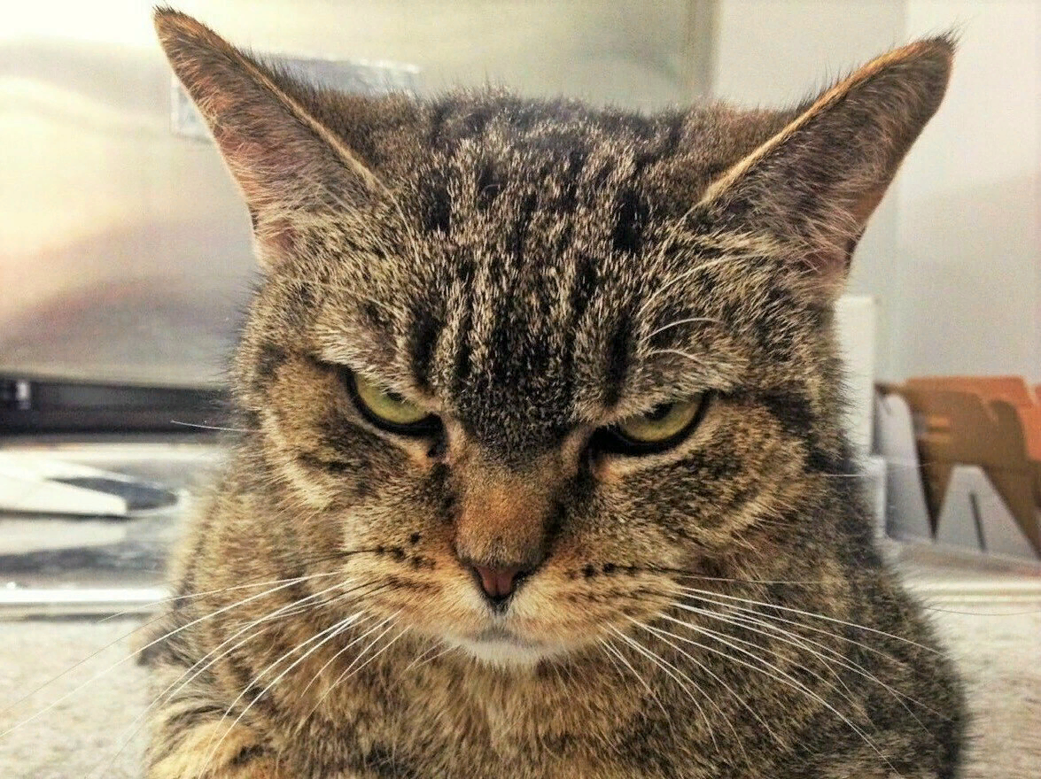 Наглый котэ