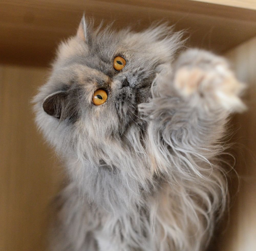 Кот Персидская шиншилла Вилфред