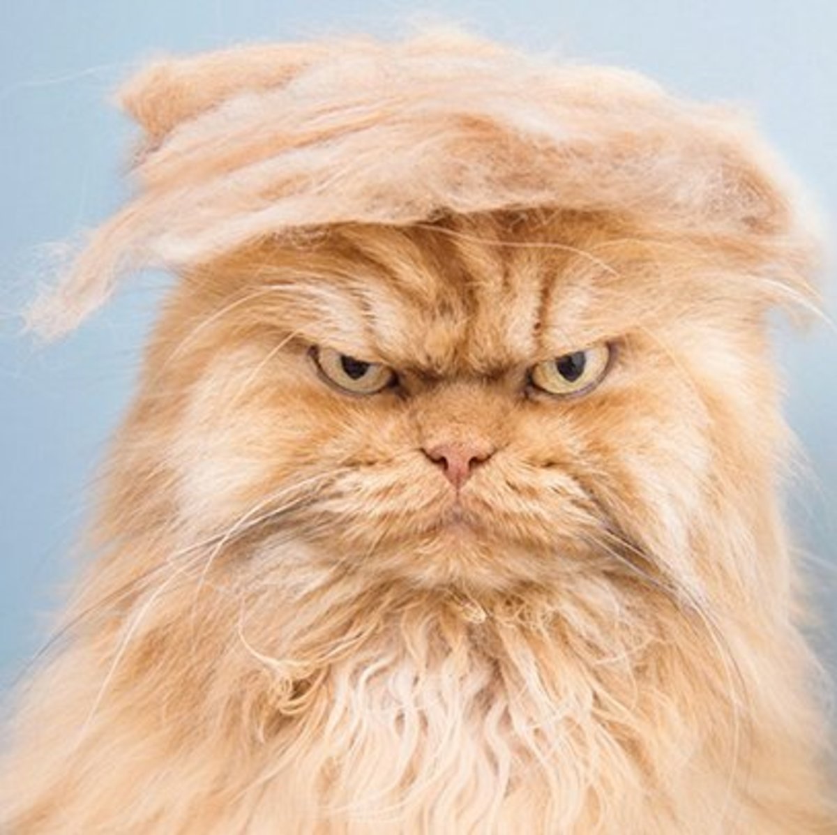 Рыжий лохматый кот