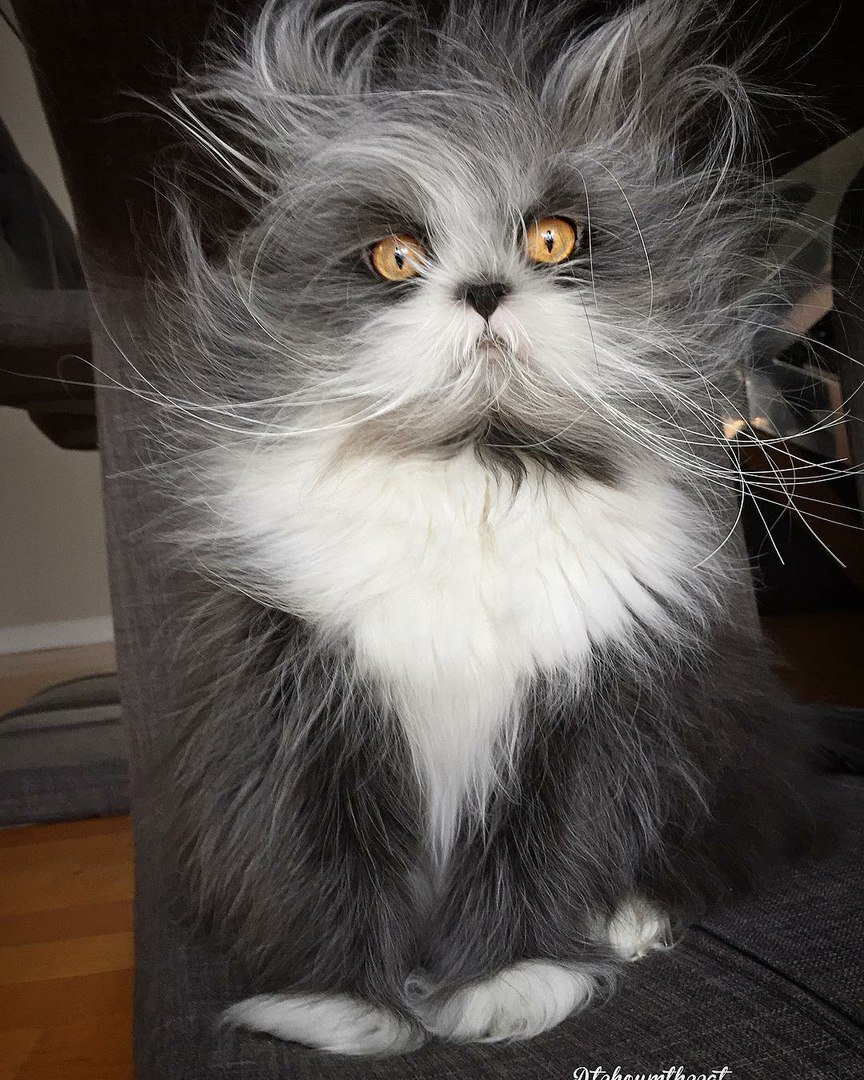 Кот Атчум порода