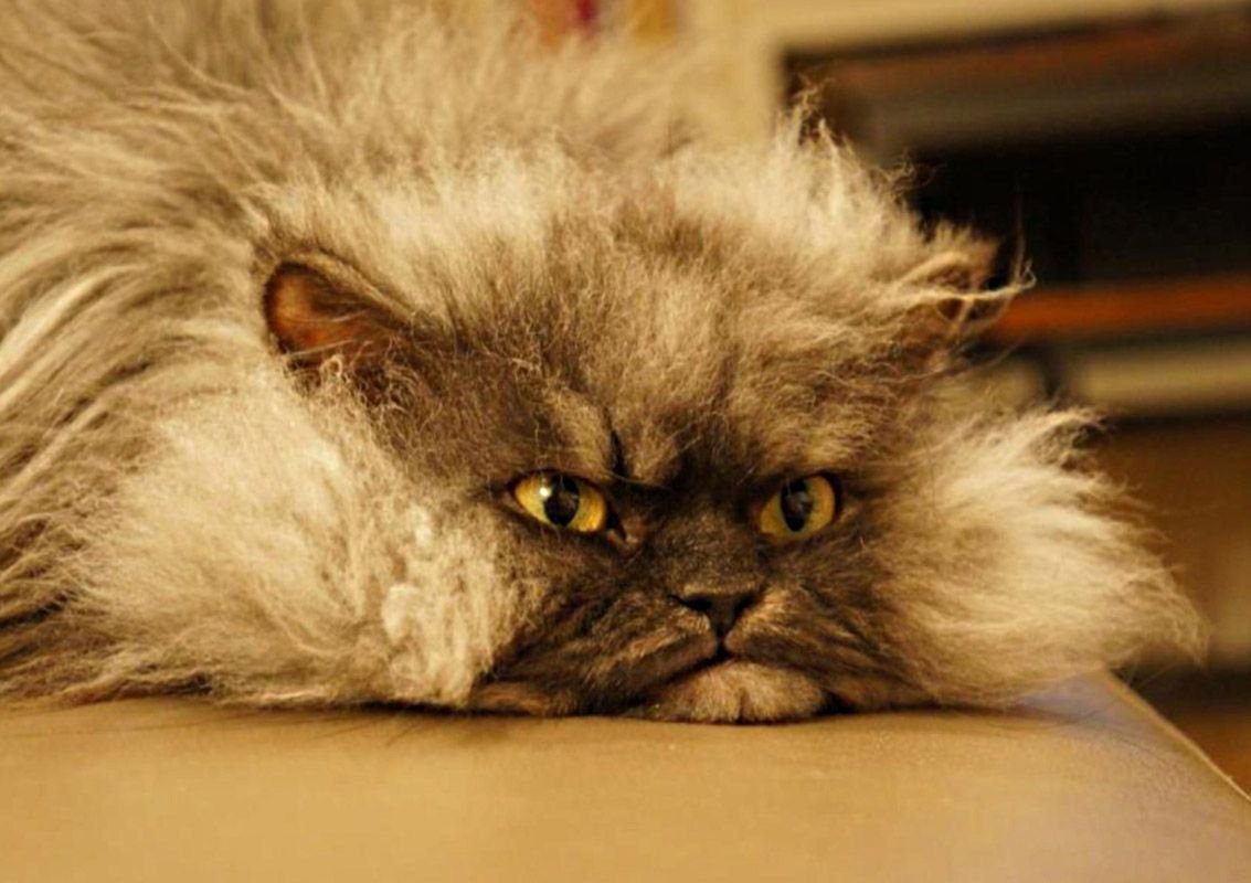 Персидская шиншилла Вилфред