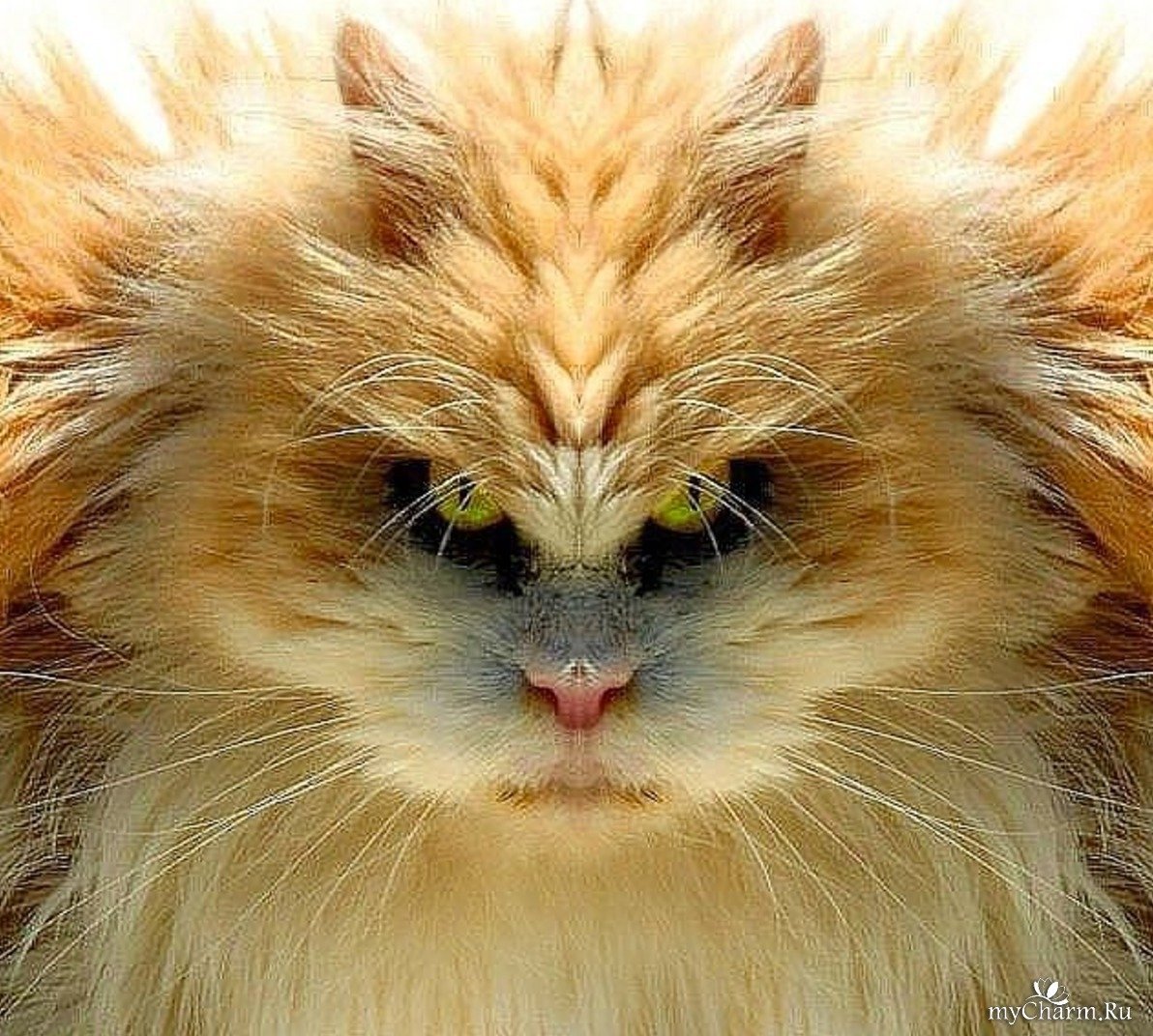 Лохматый кот