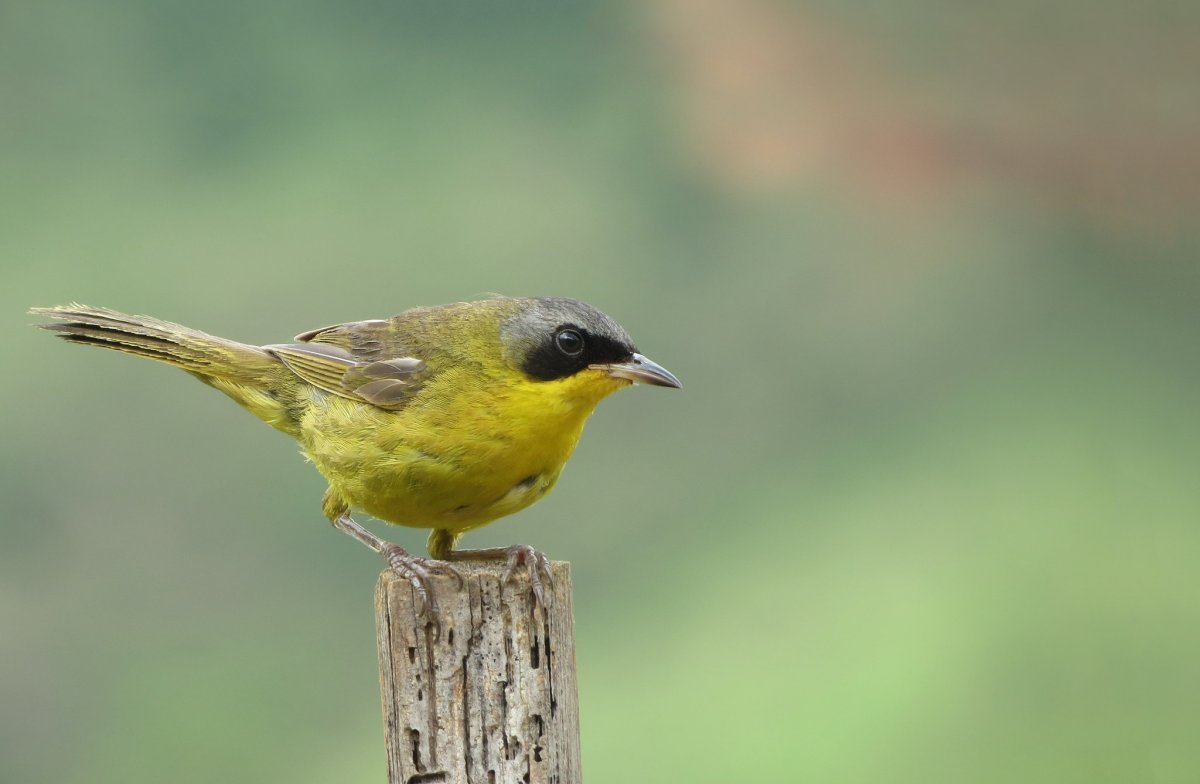 Масковая Иволга