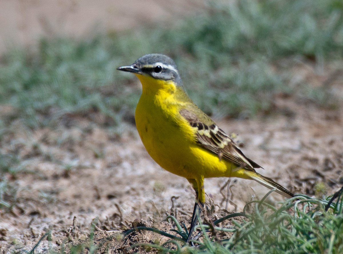 Птицы Иволга трясогузка