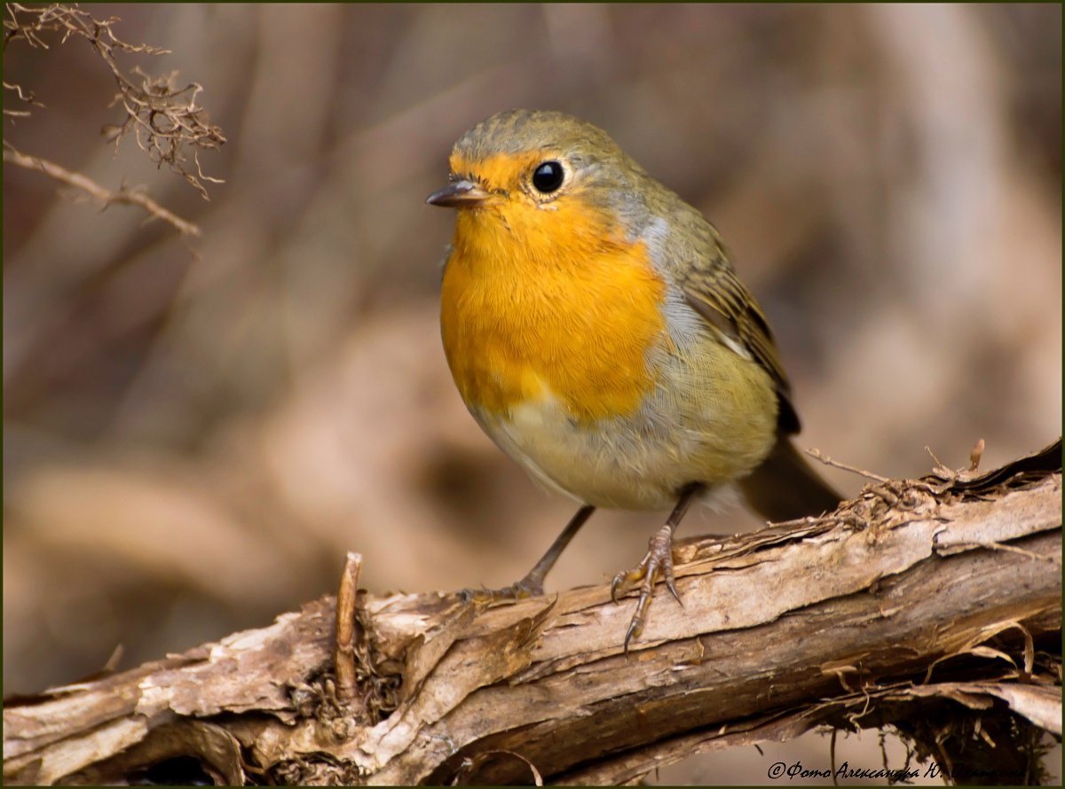 Синица зеленушка птенец