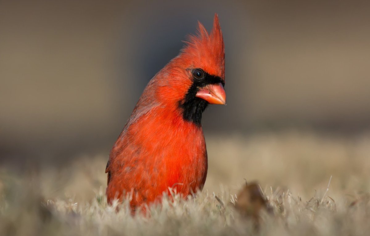 Красный Кардинал