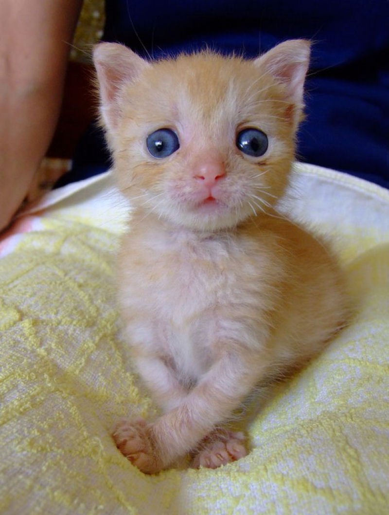 Косые котята