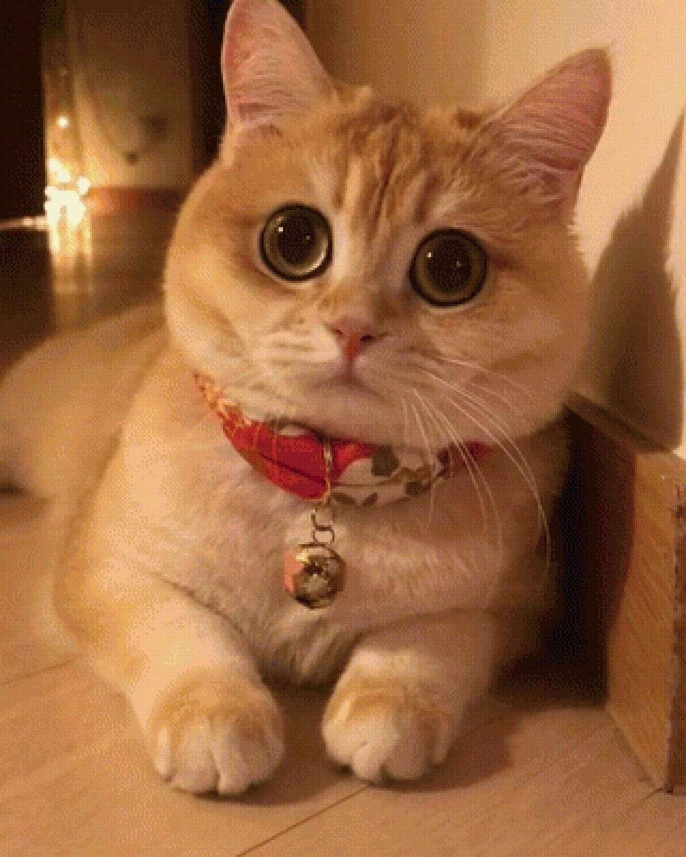 Милые котики