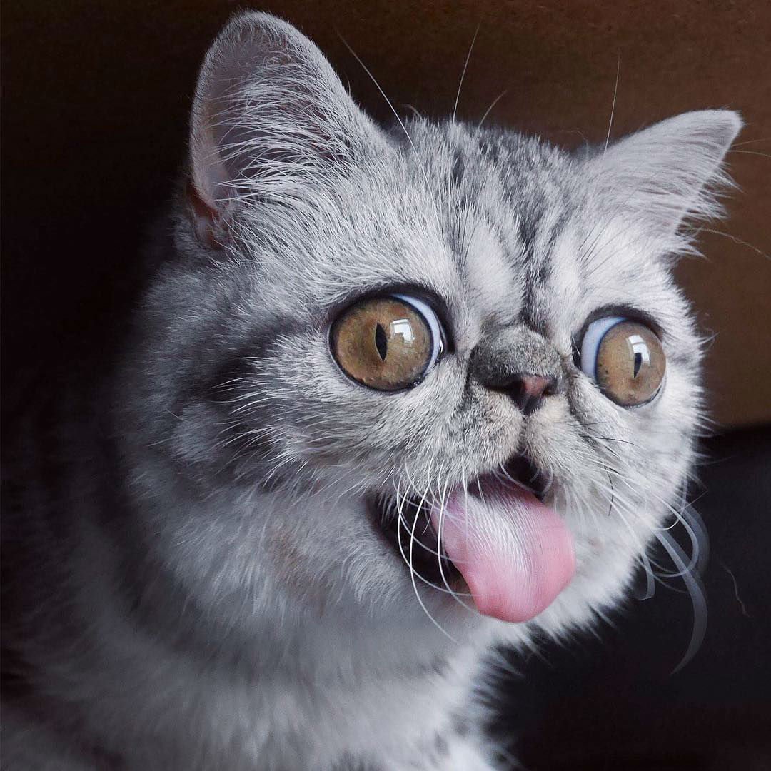 Кот с выпученными глазами