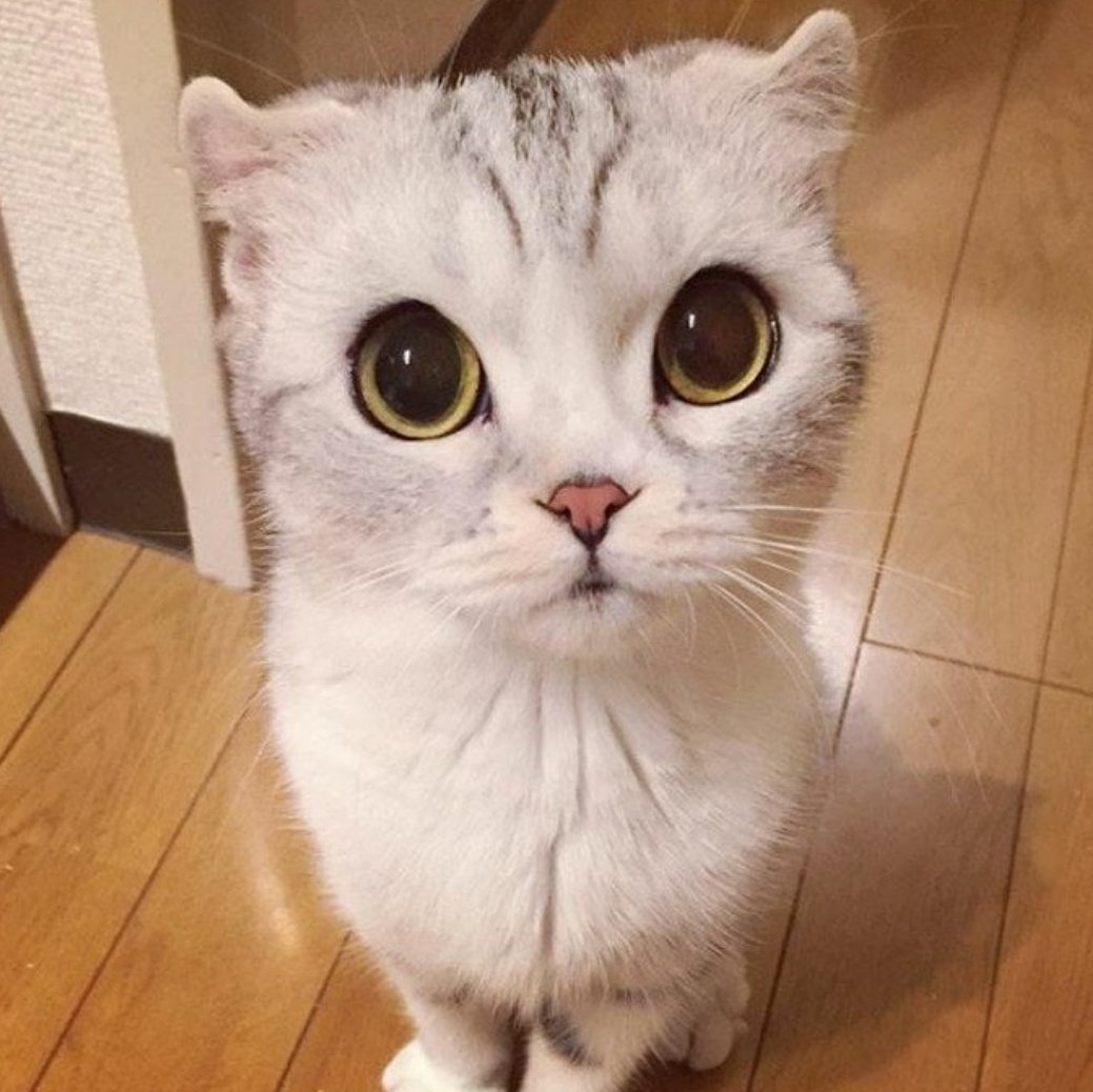 Пучеглазый котенок