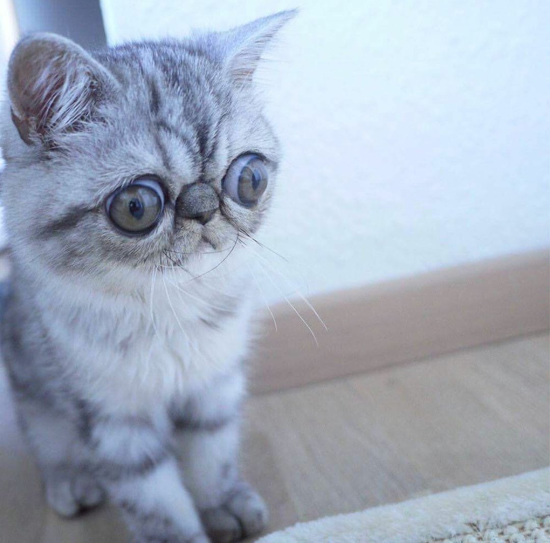 Кот с вып учеными глазами