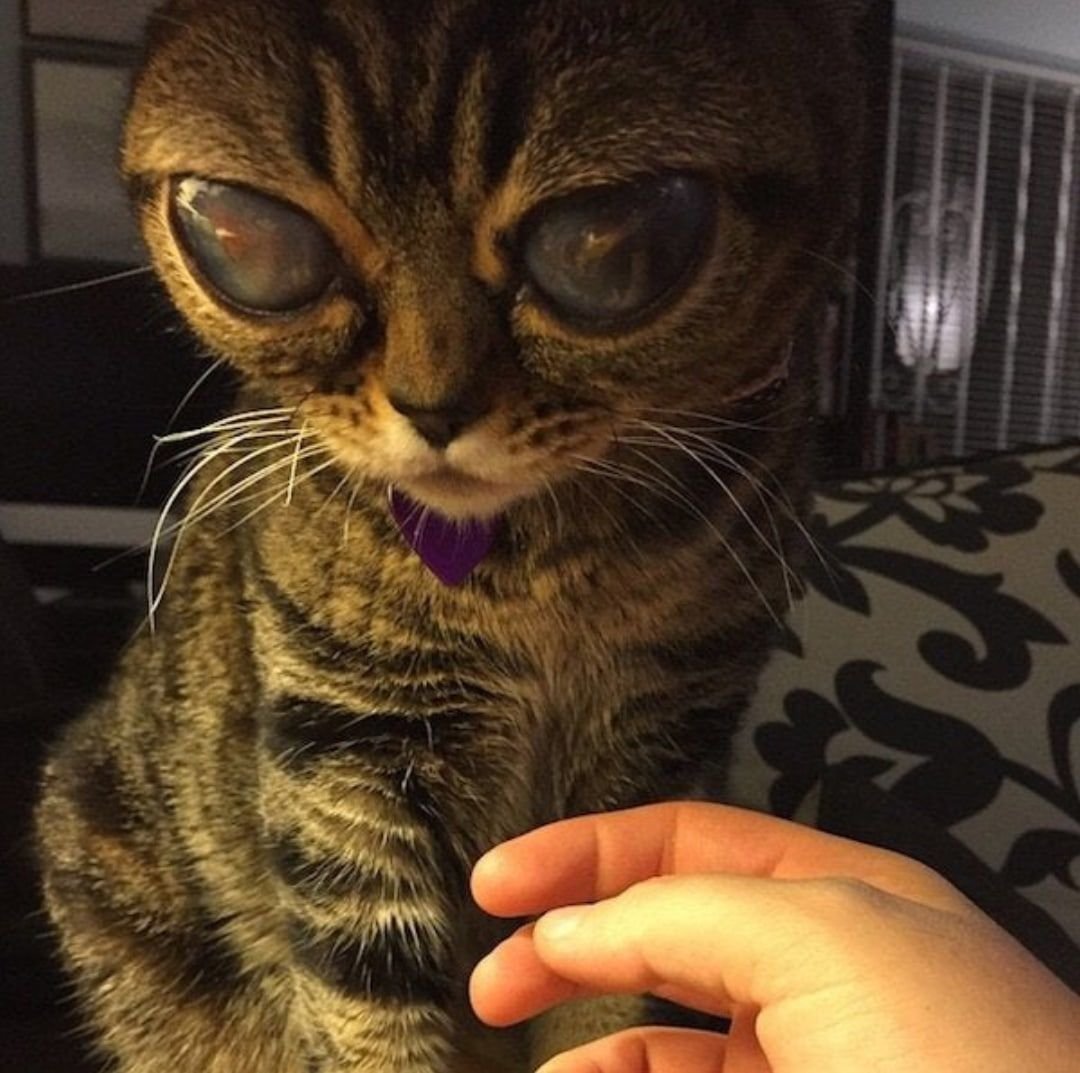 Кошка инопланетянин Матильда