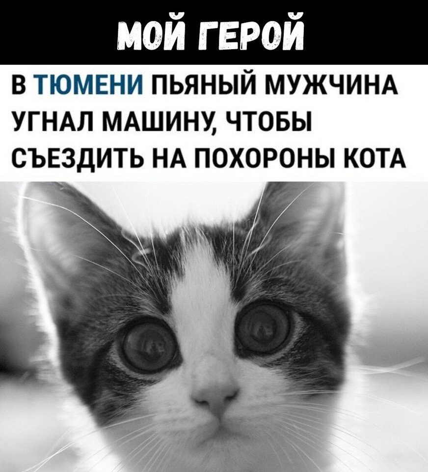 Удивленный котик с большими глазами
