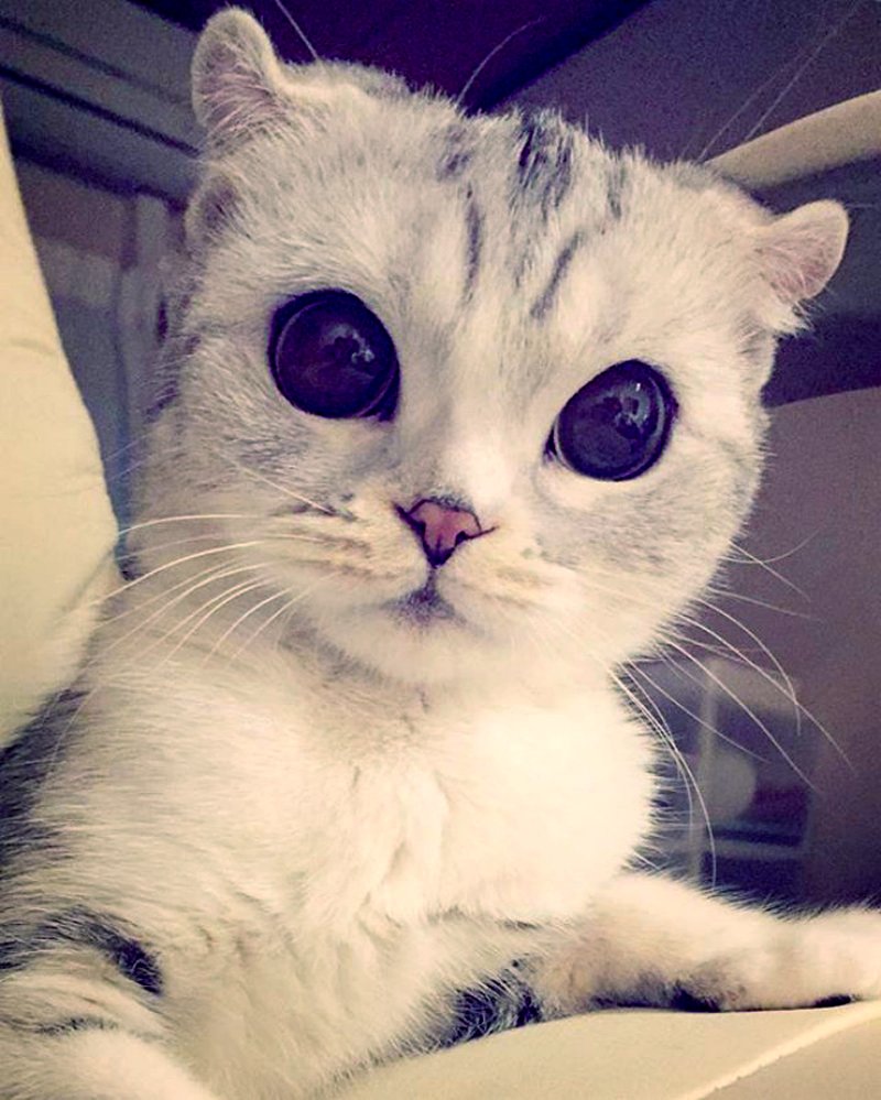 Милый котик с большими глазами