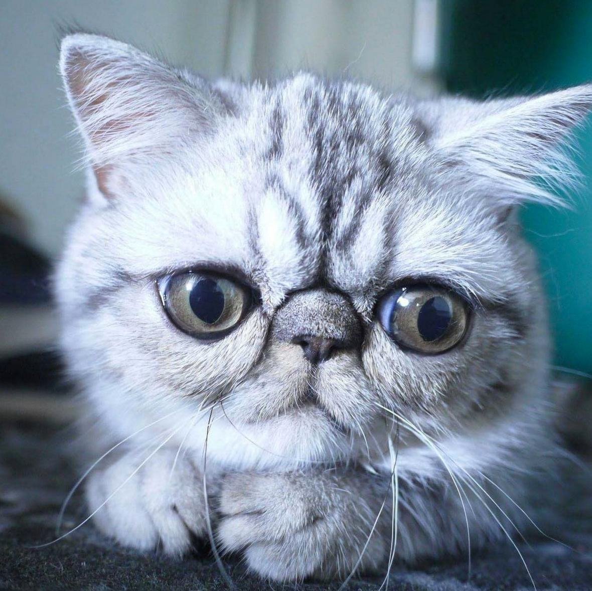 Лупоглазые коты