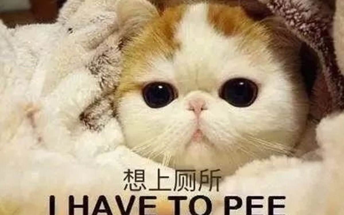 Самый милый кот в мире