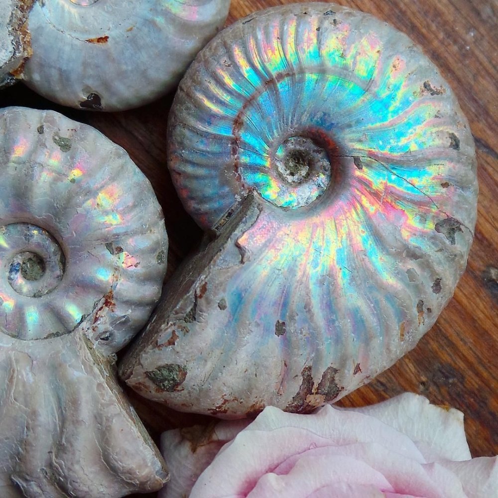 Морская Ракушка тридакна