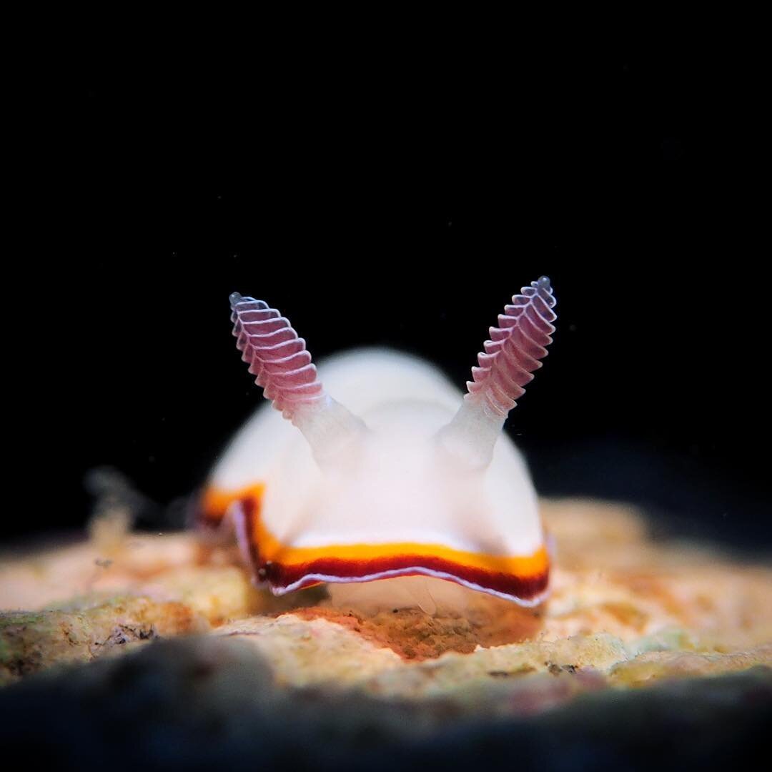 Голожаберные моллюски морской кролик