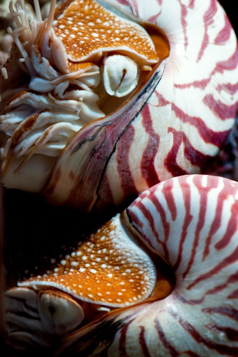 Стромбит улитка морская