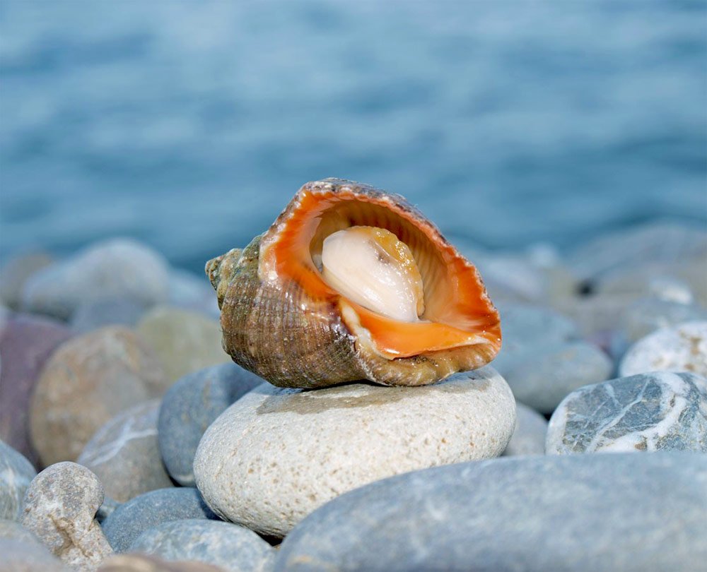 Черноморская рапана улитка