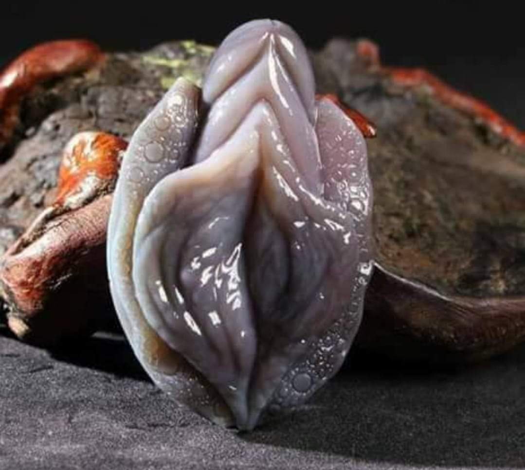 Мидия моллюск