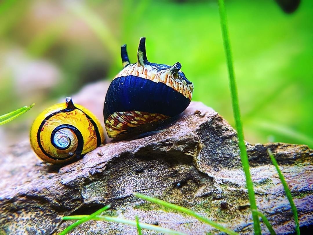 Неретина Солнечная рогатая