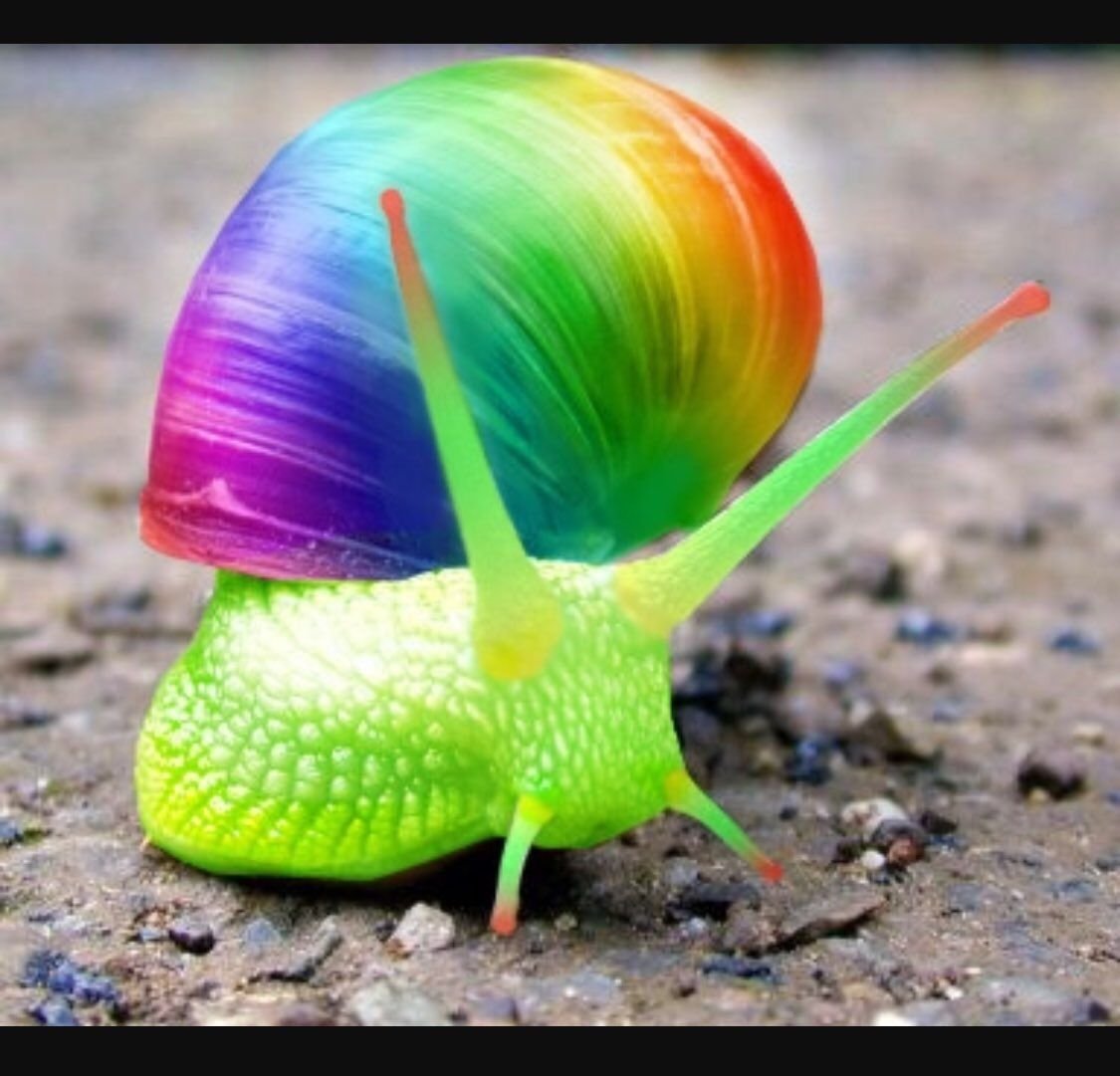 Улитка лигуус