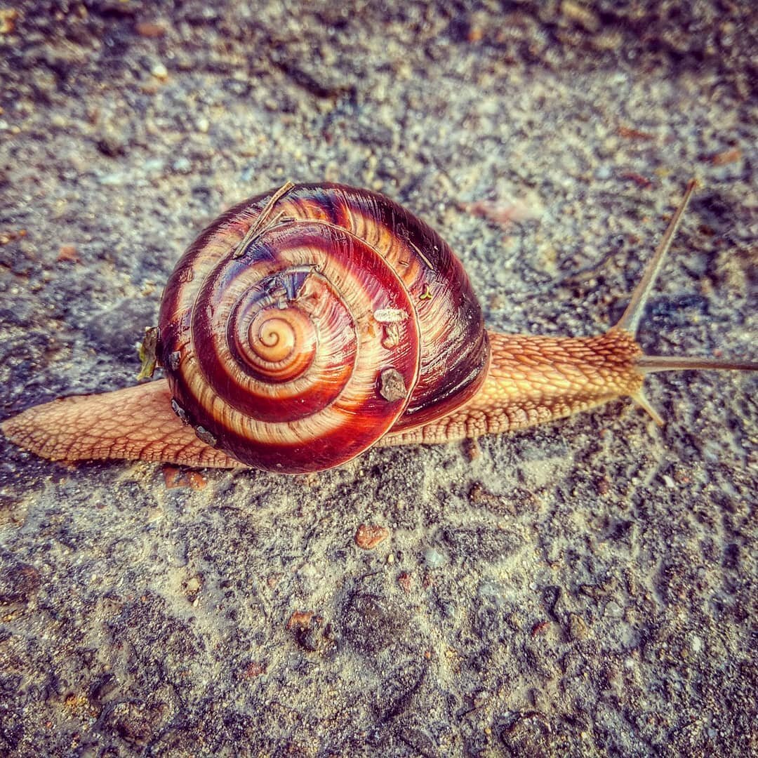 Виноградная улитка в Крыму