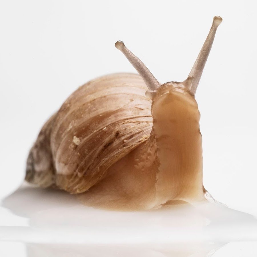 Усики улитки