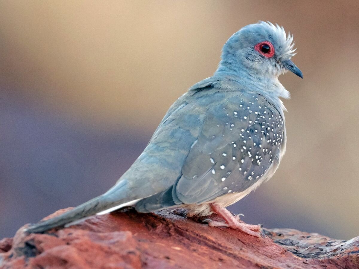 Карликовые голуби