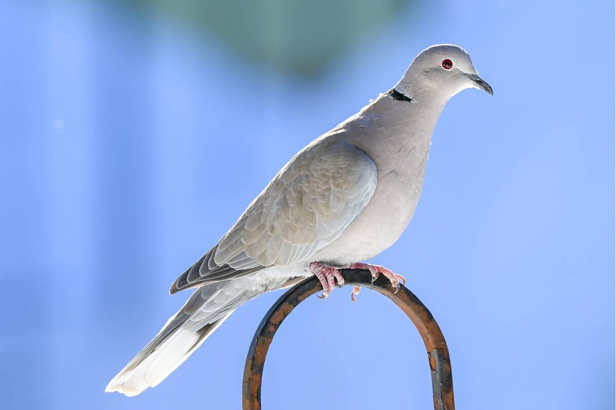 Кольчатая Горлица