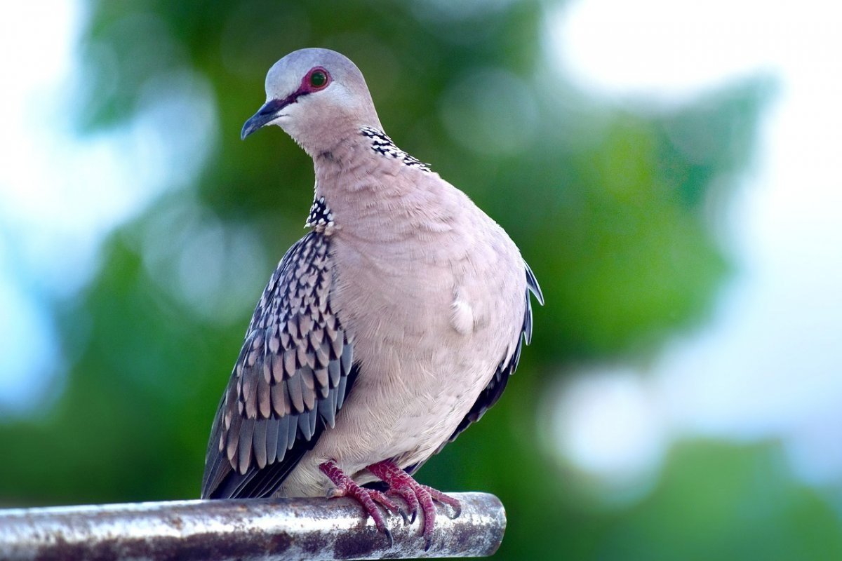 Крапчатый пятнистый голубь