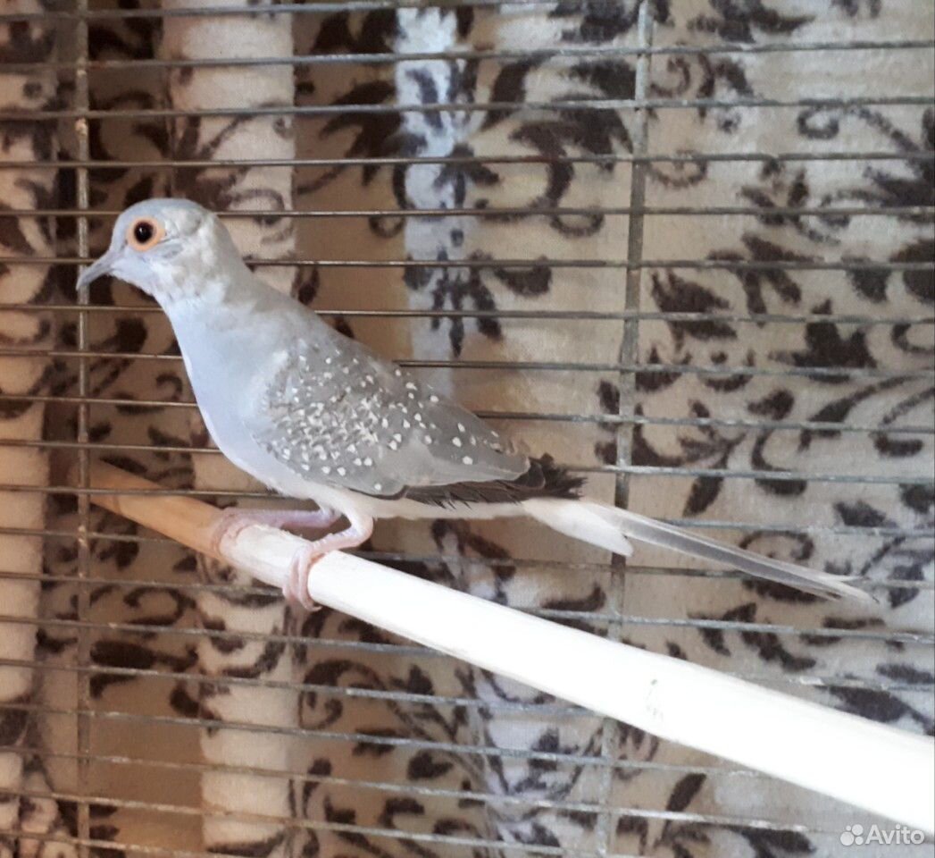 Клетка для бриллиантовых горлиц