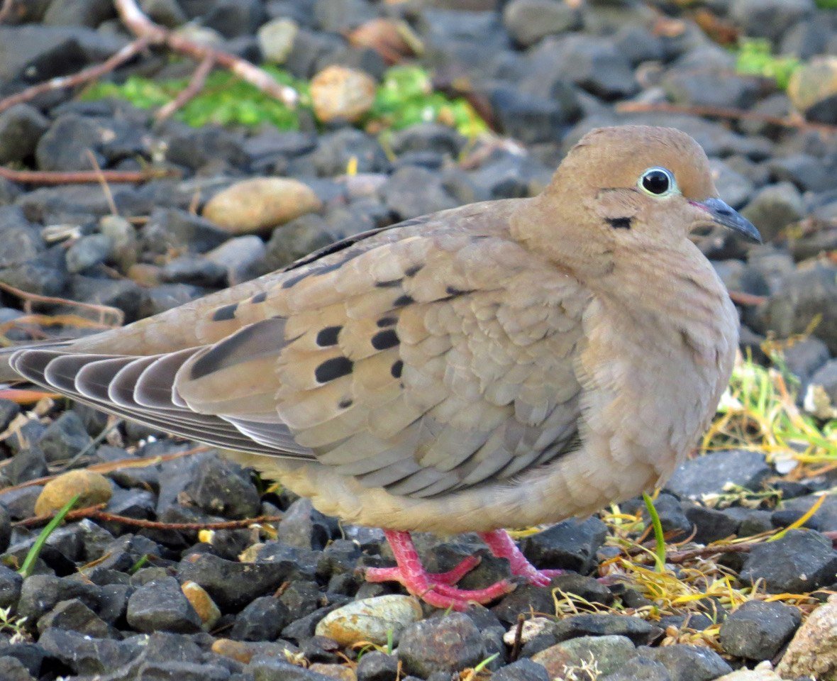 Гнездо кольчатой горлицы