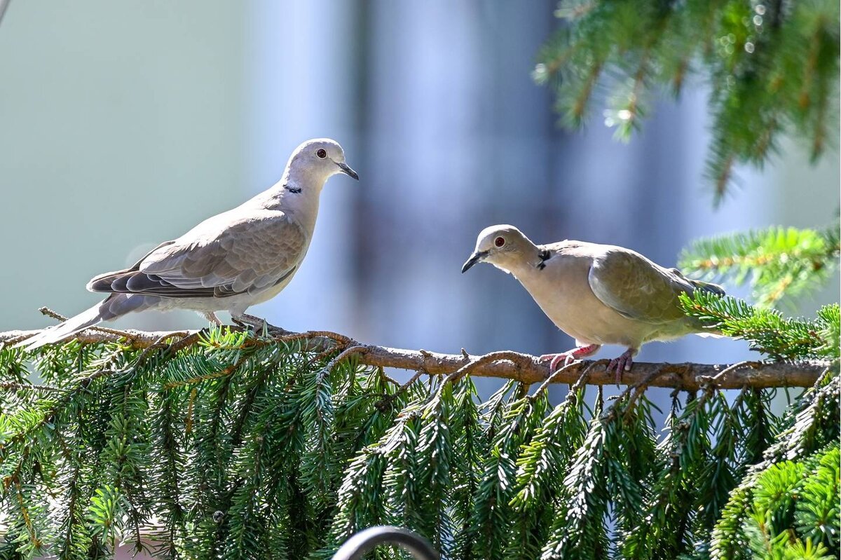 Кольчатая Горлица Streptopelia decaocto