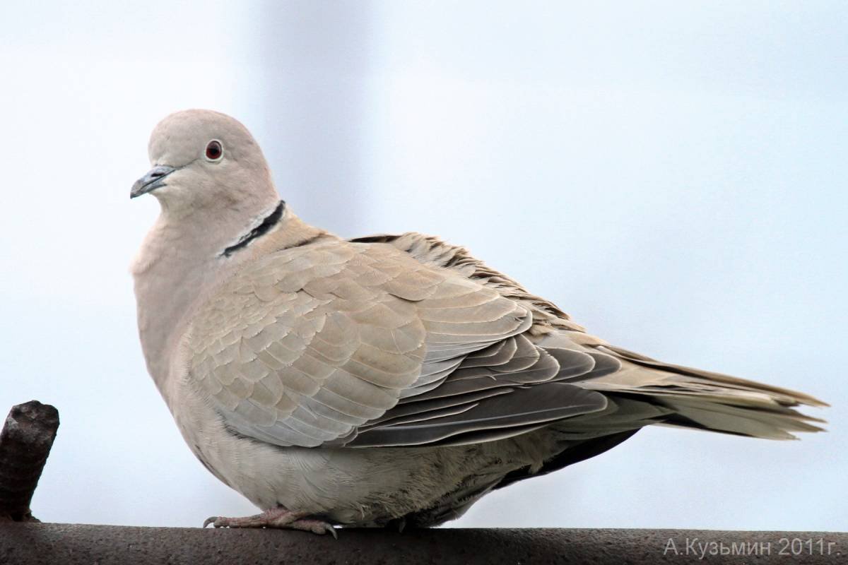 Дикий голубь Горлица обыкновенная
