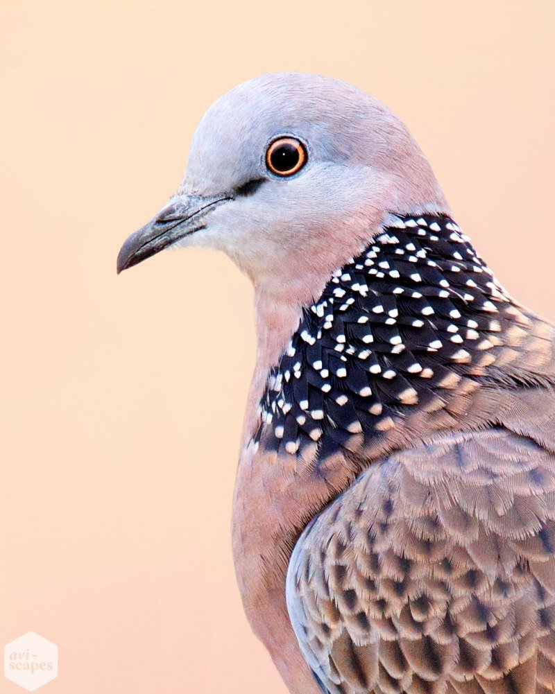 Пятнистая Горлица