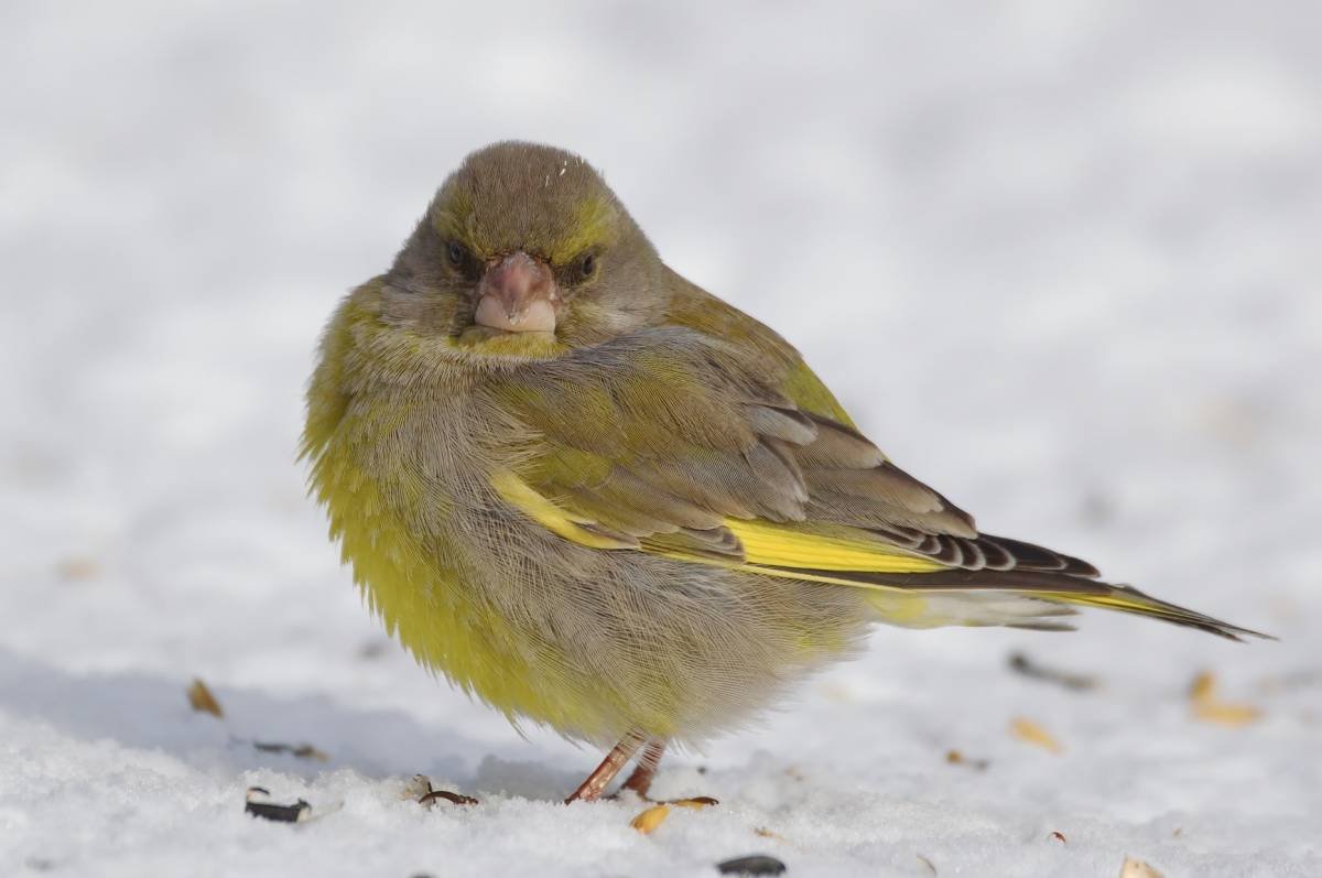 Обыкновенная зеленушка
