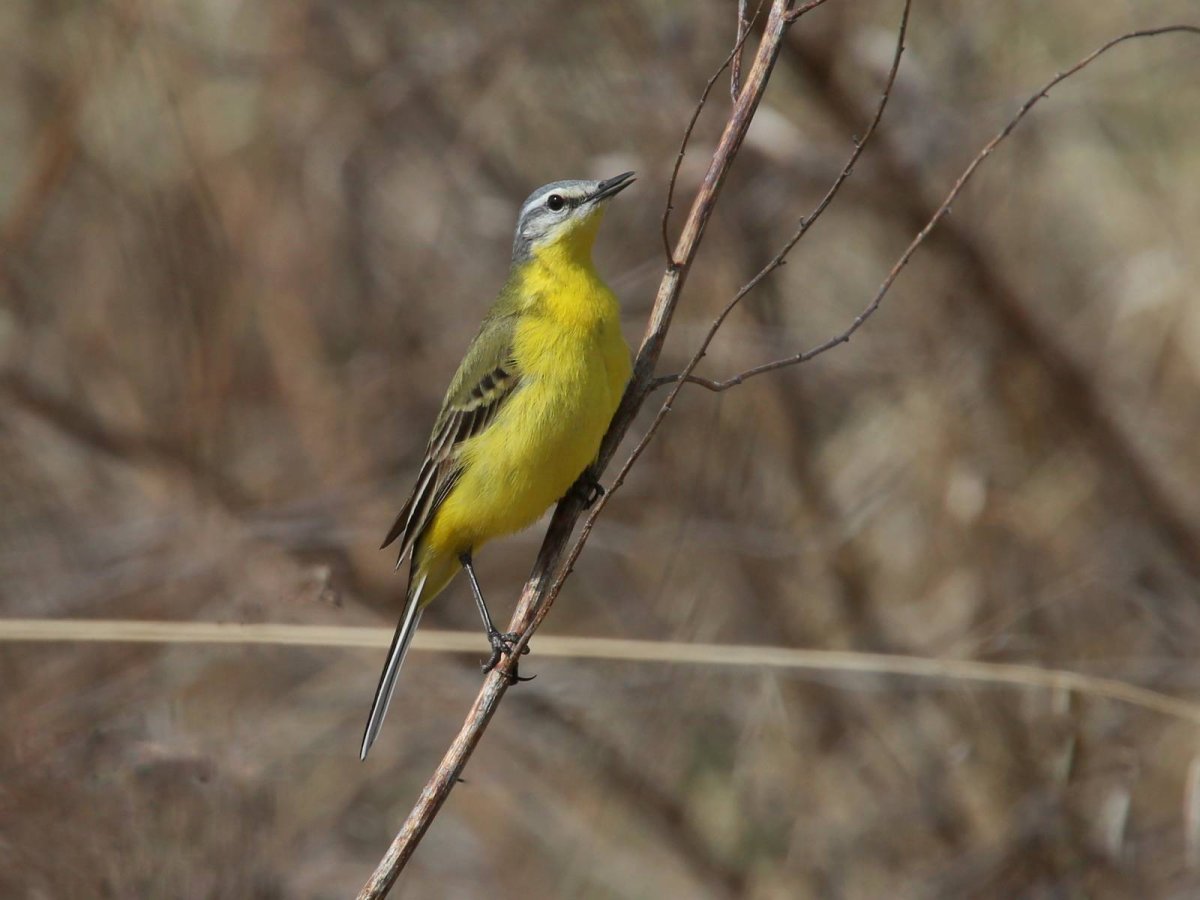 Жёлтая трясогузка (Motacilla Flava). Птицы Сибири