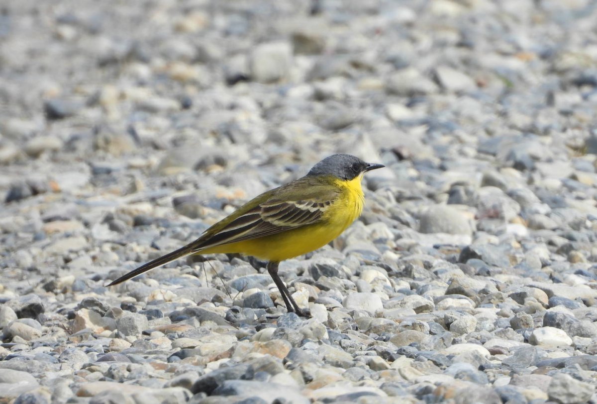 Птица трясогузка и ее цвета