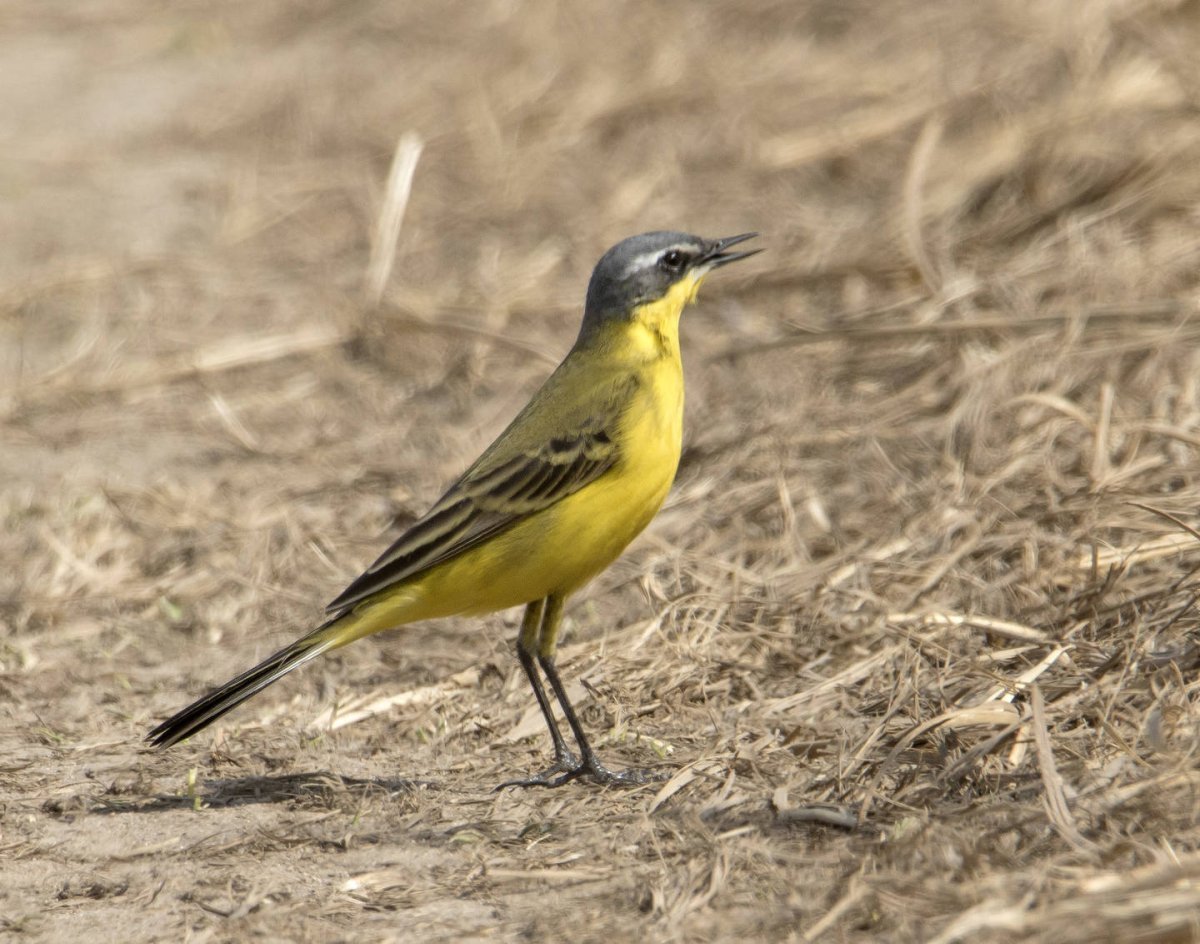 Жёлтая трясогузка в Подмосковье