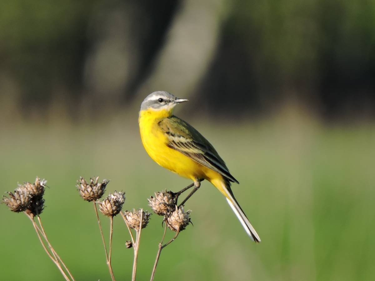 Трясогузка Иволга